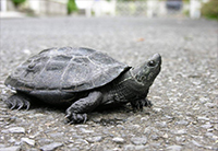 女性がお伺いします。